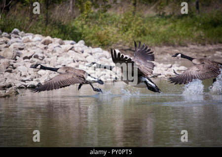 Drei Kanada Gänse, die von einem Teich Stockfoto