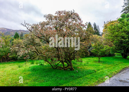 Schönen Baum (Enkianthus campanulatus), die entlang einer Der footpathes in Benmore Botanischer Garten, Loch Lomond und der Trossachs National Park, Stockfoto