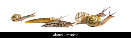 Metallklumpen, Limax maximus, Schnecke, Capea Nemoralis, zusammen, vor weißem Hintergrund Stockfoto