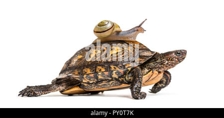 Verzierte und bemalte Holz Schildkröte, Rhinoclemmys pulcherrima, mit Braun-lippigen Schnecke, Cepaea nemoralis, auf dem Rücken, vor weißem Hintergrund Stockfoto