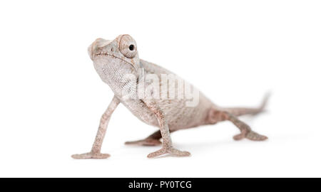 Junge veiled Chameleon, Chamaeleo calyptratus, vor weißem Hintergrund Stockfoto