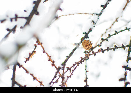 Eine kleine Lärche Kegel unter braune Zweige in einer dicken weißen flauschigen frisch verschneite getrocknet. Minimalistischer Stil. Kalten Wintertag im Januar Stockfoto