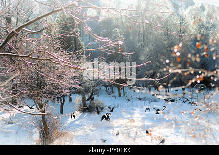 Viele schwarze Krähen fliegen im Park unter den Eisbedeckten glitzernden Zweige an einem sonnigen Wintertag. Urlaub magische Atmosphäre Stockfoto