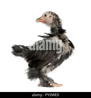 Die pekin ist eine Rasse von Bantam Huhn, 30 Tage alt, vor weißem Hintergrund stehend Stockfoto