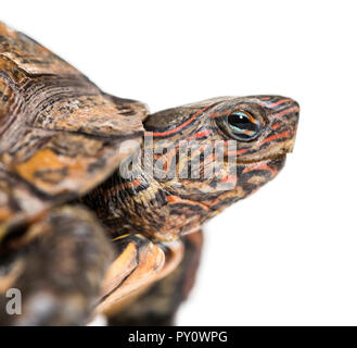 Verzierte und bemalte Holz Schildkröte, Rhinoclemmys pulcherrima, vor weißem Hintergrund Stockfoto