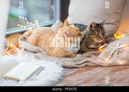 Zwei Katzen liegen auf Fensterbank mit Decke zu Hause Stockfoto