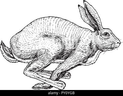 Soaring hare Wild forest animal jumping up. Gray rabbit. Vintage style. Engraved hand drawn sketch. Stock Vektor