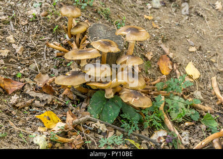 Pilze im Vordergrund Hintergrund im Wald Stockfoto