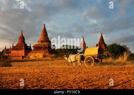 Mann, der durch die Felder in einem hölzernen Wagen, Bagan, Myanmar Stockfoto