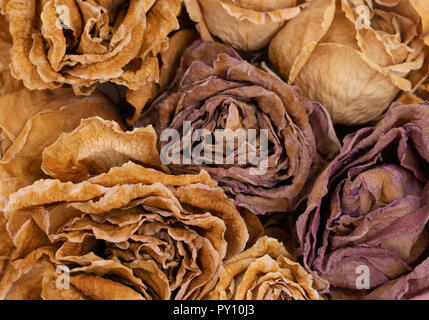 Nahaufnahme der Trocknung gelbe Rose Stockfoto