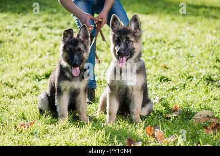 Zwei Zwillinge ähnliche Shepherd Welpen Haustiere Hunde Stockfoto