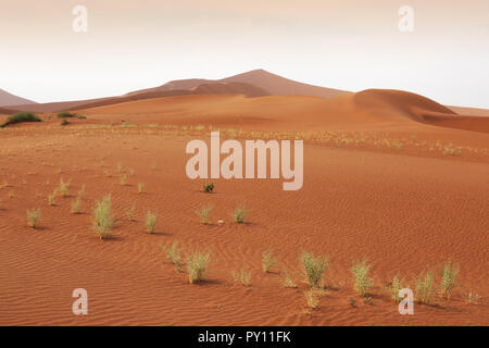 Namibia Sanddünen in der Namib Wüste im Sossusvlei Namibia Afrika Stockfoto