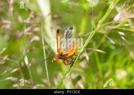 Schwarze Spitze Soldat Käfer, Rhagonycha fulva Stockfoto