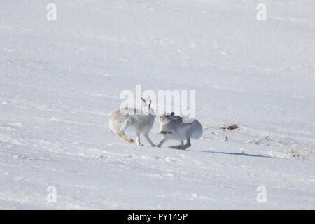 Bekämpfung der Schneehase/Alpine Hasen/Schneehase (Lepus timidus) weiblich weiß winter Fell Abwehr männlich im Schnee Stockfoto