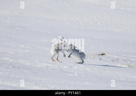 Bekämpfung der Schneehase/Alpine Hasen/Schneehase (Lepus timidus) weiblich weiß winter Fell Abwehr männlich im Schnee Stockfoto