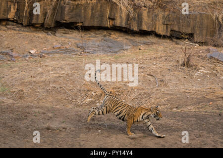 Eine territoriale Kampf zwischen einem männlichen Tiger und weibliche Sub nach tigerin im Ranthambore Nationalpark, Indien Stockfoto