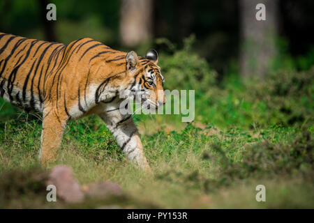 Nach dem Monsun Sichtung, eine Tigerin ihr Hoheitsgebiet im Ranthambore Nationalpark, Indien Kennzeichnung Stockfoto
