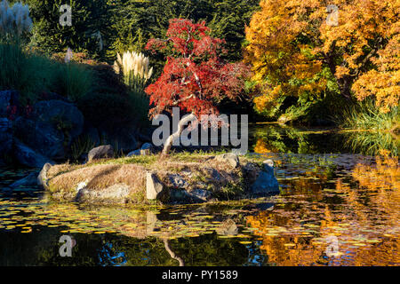 Herbst Farbe, VanDusen Botanical Garden, Vancouver, British Columbia, Kanada Stockfoto