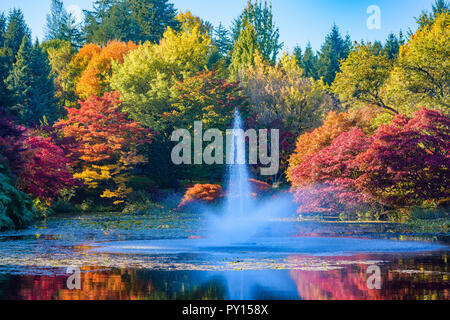 Herbst Farbe, VanDusen Botanical Garden, Vancouver, British Columbia, Kanada Stockfoto