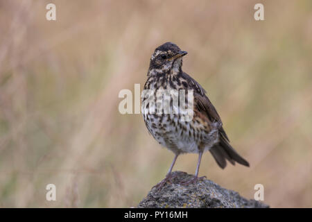 Rotdrossel, Rot-Drossel, Drossel, Turdus iliacus, Rotdrossel, La Grive mauvis Stockfoto