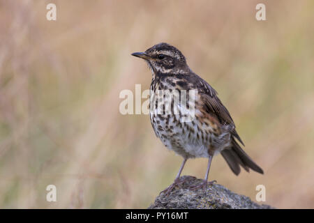 Rotdrossel, Rot-Drossel, Drossel, Turdus iliacus, Rotdrossel, La Grive mauvis Stockfoto