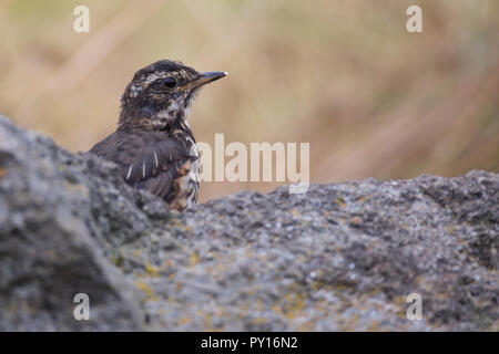 Rotdrossel, Rot-Drossel, Drossel, Turdus iliacus, Rotdrossel, La Grive mauvis Stockfoto