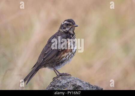 Rotdrossel, Rot-Drossel, Drossel, Turdus iliacus, Rotdrossel, La Grive mauvis Stockfoto