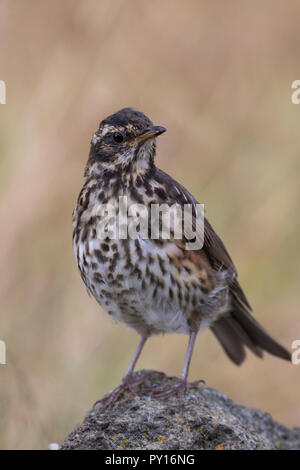 Rotdrossel, Rot-Drossel, Drossel, Turdus iliacus, Rotdrossel, La Grive mauvis Stockfoto