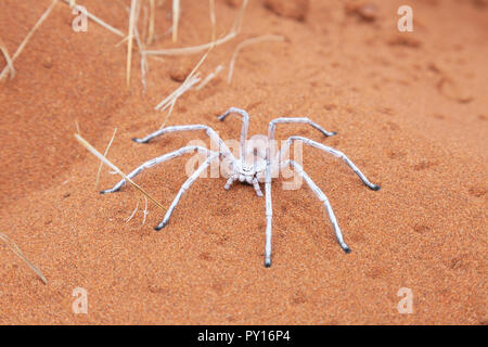 Tanz White Lady Spinne - ein männlich; (Leucorchestris Arenicola), eine huntsman Spider, in der Wüste Namib, Namibia Afrika Stockfoto