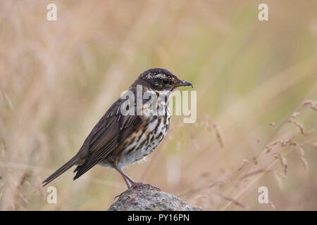 Rotdrossel, Rot-Drossel, Drossel, Turdus iliacus, Rotdrossel, La Grive mauvis Stockfoto