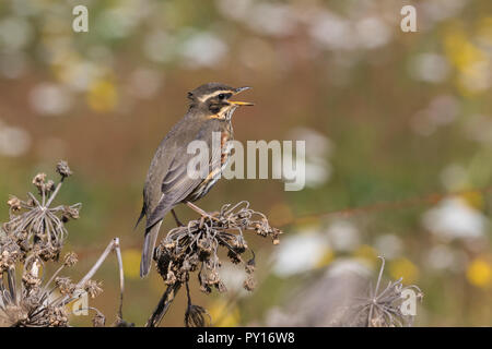 Rotdrossel, Rot-Drossel, Drossel, Turdus iliacus, Rotdrossel, La Grive mauvis Stockfoto