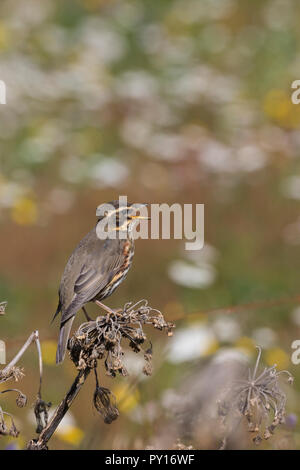 Rotdrossel, Rot-Drossel, Drossel, Turdus iliacus, Rotdrossel, La Grive mauvis Stockfoto