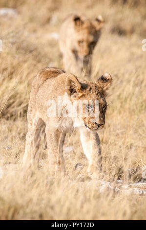 Löwe Panthera leo, Etosha National Park, Namibia Stockfoto