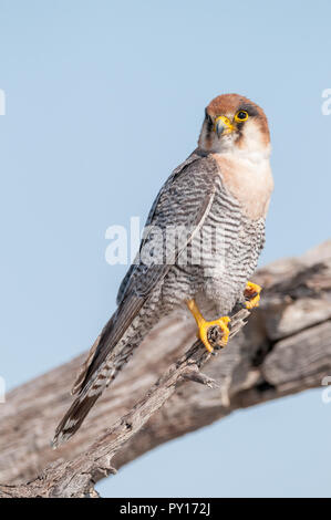 Red-necked Falcon, Falco chicquera, auf einem Zweig sitzend, Etosha National Park, Namibia Stockfoto