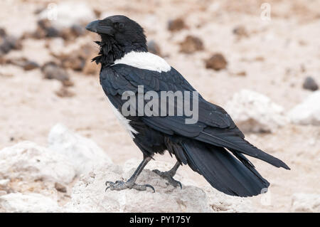 Pied Crow, Corvus Albus, Etosha National Park, Namibia Stockfoto