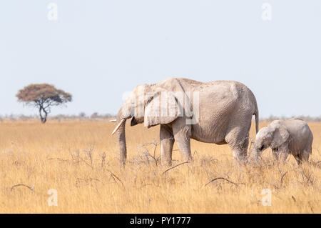 Savanna Elefant, Loxodonta africana, Etosha National Park, Namibia Stockfoto