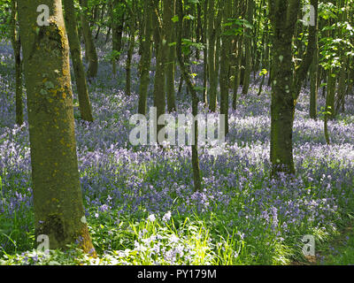 Ein Teppich von Sonnenbeschienenen Bluebells (Hyacinthoides non-scripta) unter Baumstämme im Wald in Cumbria, England Großbritannien Stockfoto