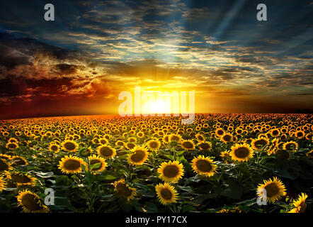 Schönen Sonnenuntergang über einem Feld mit podsolnuzami Stockfoto