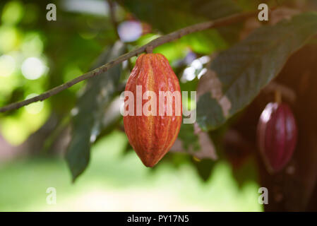 Ernte cacao pods Thema. Eine bunte Kakaofrucht am Baum Hintergrund verschwommen Stockfoto