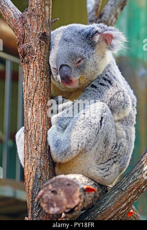 Ein koala auf einem Eukalyptus Gum Tree in Australien schlafen Stockfoto