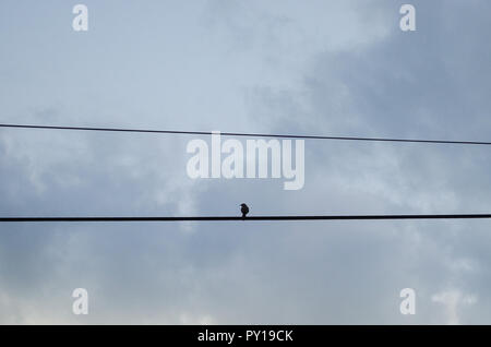 Ein kleiner Vogel steht auf dem Kabel von Licht auf eine Landstraße, hinter ihm den Hintergrund eines bewölkten Himmel bei Sonnenuntergang. Stockfoto