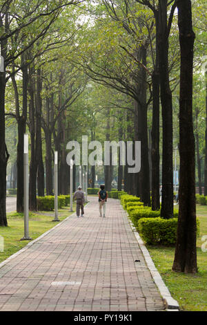 Reihen von blackboard Bäume (Alstonia scholaris) entlang "Xingda Green Park Weg" neben den nationalen Chung Hsing Universität, Taichung, Taiwan Stockfoto