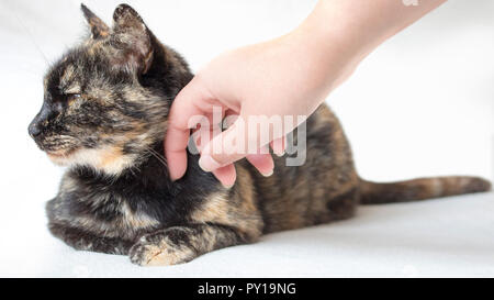 Nonchalant senior schildpatt Katze gestreichelt durch weibliche Hand. Frau petting desinteressiert Katze weg schauen. Stockfoto