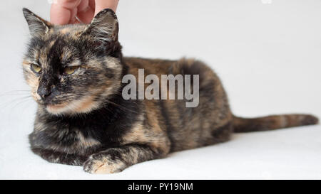 Entspannt und leicht gelangweilt Senior schildpatt Katze hinter dem Nacken gestreichelt durch weibliche Hand. Katze in weißen Hintergrund. Stockfoto