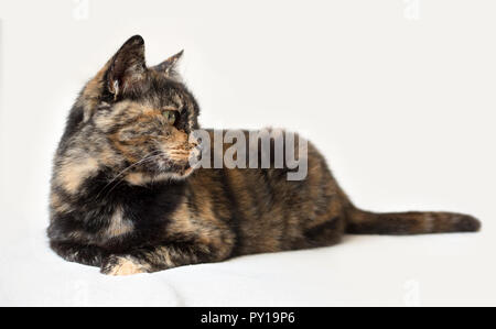 Senior schildpatt Katze liegend und aufmerksam auf der Suche nach rechts. Isolierte Katze in weißen Hintergrund. Stockfoto