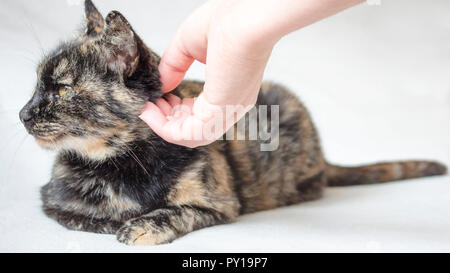 Entspannt senior schildpatt Katze genießt durch weibliche Hand gestreichelt zu werden. Womans Hand streicheln Katze in weißen Hintergrund. Stockfoto