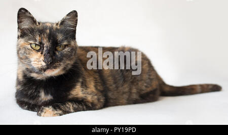 Senior schildpatt Katze an Kamera und Urteilen. Katze mit Piercing gelbe Augen gegen den weißen Hintergrund. Stockfoto