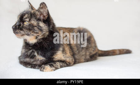 Entspannt und schläfrig Senior schildpatt Katze liegend und auf der Suche nach Links. Isolierte Katze in weißen Hintergrund. Stockfoto