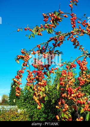 Crab Apple tree Detail zeigt schwere Früchte im Herbst leuchtend rote Früchte im Helmsley ummauerten Garten abgedeckt Stockfoto