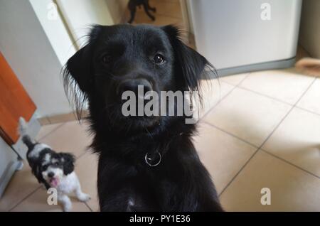 Ein Golden Retriever und Chow Chow mix Hund warten gefüttert zu werden. Stockfoto